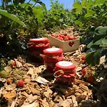 Garden Jansa * Radovljica