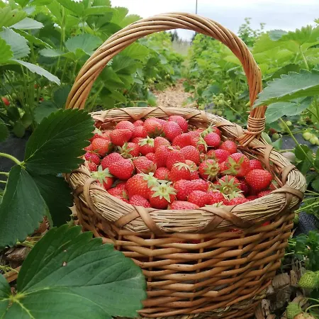 Garden Jansa