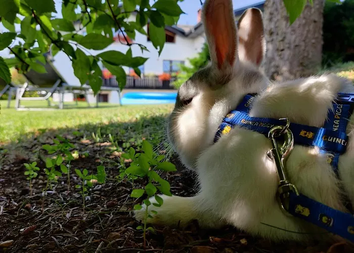 Appartement Garden Janša